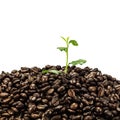 Green seedling in coffee beans isolated on white background Royalty Free Stock Photo