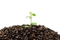 Green seedling in coffee beans isolated on white background Royalty Free Stock Photo