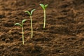 Green seedling - concept of new life Royalty Free Stock Photo