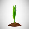 Green seedling with dew drops grows from the ground, a small sprout, young plant Royalty Free Stock Photo
