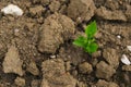 Green seedling in the ground in field.New life concept. Green sprout in cracked soil. Agriculture and farming concept Royalty Free Stock Photo