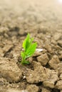 Green seedling in the ground in field.New life concept. Green sprout in dry cracked soil. Agriculture and farming Royalty Free Stock Photo