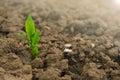 Green seedling in the ground in field.New life concept. sprout in dry cracked soil. Agriculture and farming concept Royalty Free Stock Photo