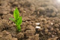 Green seedling in the ground in field.New life concept. Green sprout in dry cracked soil. Agriculture and farming Royalty Free Stock Photo