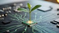 Green seedling growing from computer chip technology Royalty Free Stock Photo