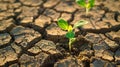 Green seedling growing on cracked soil, global warming and climate change concept Royalty Free Stock Photo