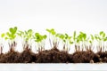 Green seedling growing in ground on white background Royalty Free Stock Photo