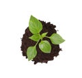 Green seedling growing in soil isolated on white, top view Royalty Free Stock Photo