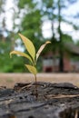 sprout on the stump Royalty Free Stock Photo