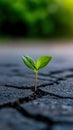 green seedling grows through a broken dark gray asphalt surface Royalty Free Stock Photo