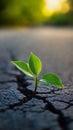 green seedling grows through a broken dark gray asphalt surface Royalty Free Stock Photo