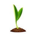 Green seedling grows from the ground, a small sprout, a young plant grows