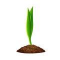 Green seedling grows from the ground, a small sprout, a young plant grows