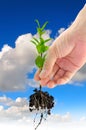 Green seedling in hand Royalty Free Stock Photo