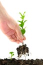 Green seedling in hand Royalty Free Stock Photo