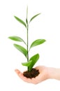 Green seedling in hand Royalty Free Stock Photo