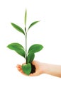 Green seedling in hand isolated Royalty Free Stock Photo