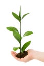 Green seedling in hand isolated Royalty Free Stock Photo