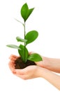 Green seedling in hand isolated Royalty Free Stock Photo