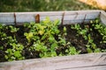 green seedling hothouse salad natural gardening Royalty Free Stock Photo