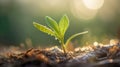 Green seedling illustrating concept of new life and beginning to grow from seed. Generative AI Royalty Free Stock Photo