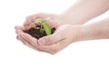 Green seedling in male hands Royalty Free Stock Photo