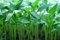 Green seedling of pepper Royalty Free Stock Photo