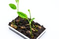 Green seedling in plastic box, fruit seed growing up photo. Growing plant from seed concept Royalty Free Stock Photo