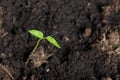 Green seedling sprouts. Growing seedlings in a plastic container. Soil watered. Close-up Royalty Free Stock Photo