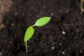 Green seedling sprouts. Growing seedlings in a plastic container. Soil watered. Close-up Royalty Free Stock Photo