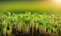 Green seedling, with sun rays and lens flare