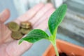 A green seedling of zucchini and a hand with coins on background - economy and financial growing concept Royalty Free Stock Photo