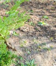 Green seedlings in the garden. new seedlings. plant root for planting