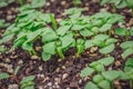Green seedlings growing in the early morning Royalty Free Stock Photo