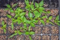 Green seedlings growing in the early morning Royalty Free Stock Photo