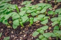 Green seedlings growing in the early morning Royalty Free Stock Photo