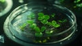Green Seedlings Growing in Petri Dish Laboratory Experiment Royalty Free Stock Photo