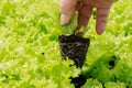 Green seedlings lettuce gradually develop robust root system, anchoring them firmly in soil.