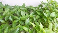 Green seedlings of peppers - fresh leaves of plants Royalty Free Stock Photo