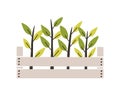 Green seedlings planted in wooden box. Young plants or sprouts growing in garden crate. Spring natural decorative design