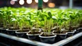 Green seedlings in plastic pots, selective focus, nature background. Generative AI