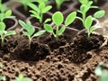 green seedlings in pots on ground, close up, Ai generated