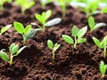 green seedlings in pots on ground, close up, Ai generated