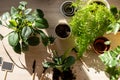 Green seedlings in pots, potting plants at home. Indoor garden, house plants. Ficus, fern, philodendron. Gardening tools Royalty Free Stock Photo