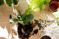 Green seedlings in pots, potting plants at home. Indoor garden, house plants. Ficus, fern, philodendron. Gardening tools Royalty Free Stock Photo