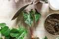 Green seedlings in pots, potting plants at home. Indoor garden, house plants. Lavender, philodendron, alocasia. Gardening tools