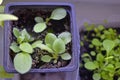 Green seedlings in spring in pots in the house