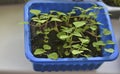 Green seedlings in spring in pots in the house