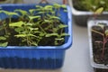 Green seedlings in spring in pots in the house