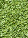 Green Seeds Acacia Seed Fiber (Leucaena. leucocephala) The activity of the seeds